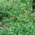 Sanguisorba menziesii